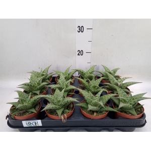 Aloe variegata 'Tribal'