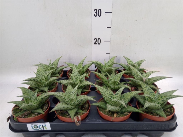 <h4>Aloe variegata 'Tribal'</h4>