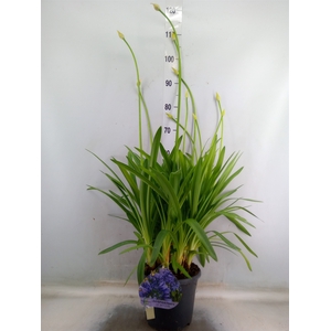 Agapanthus TR 'Dr. Brouwer'