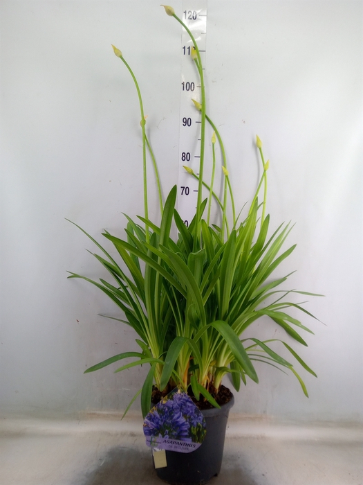 <h4>Agapanthus TR 'Dr. Brouwer'</h4>