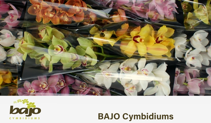 <h4>CYMB T GEM</h4>