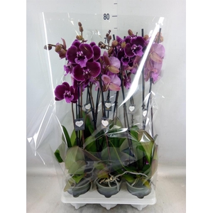 Phalaenopsis   ...lilac