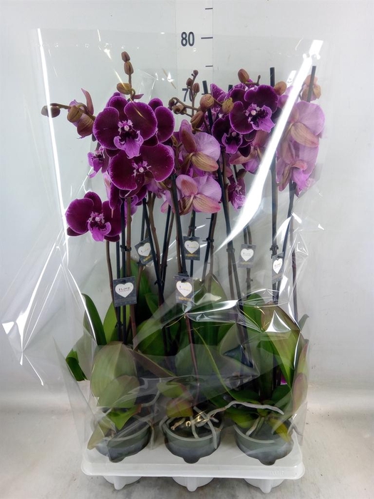 <h4>Phalaenopsis   ...lilac</h4>