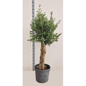 OLEA EUROPAEA