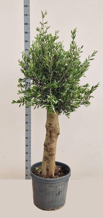 <h4>OLEA EUROPAEA</h4>