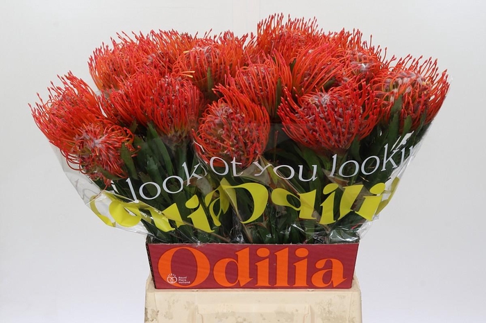 <h4>Nutans Tango</h4>