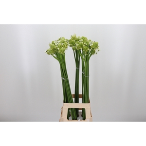 Ornithogalum Saundersiae