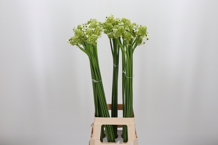 <h4>Ornithogalum Saundersiae</h4>