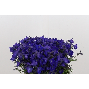 Delphinium Be Atlantis