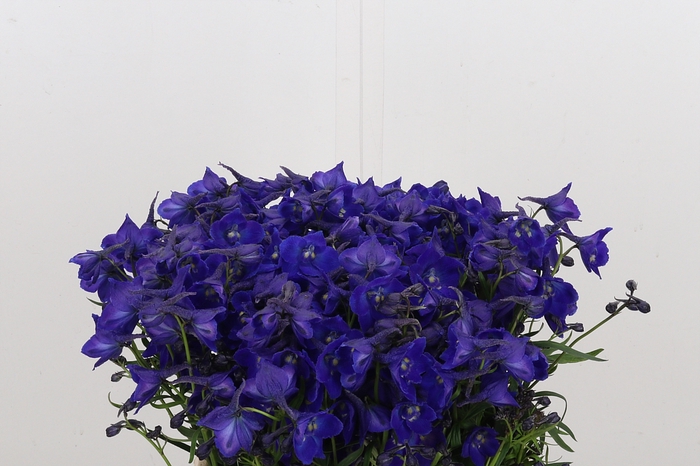 <h4>Delphinium Be Atlantis</h4>