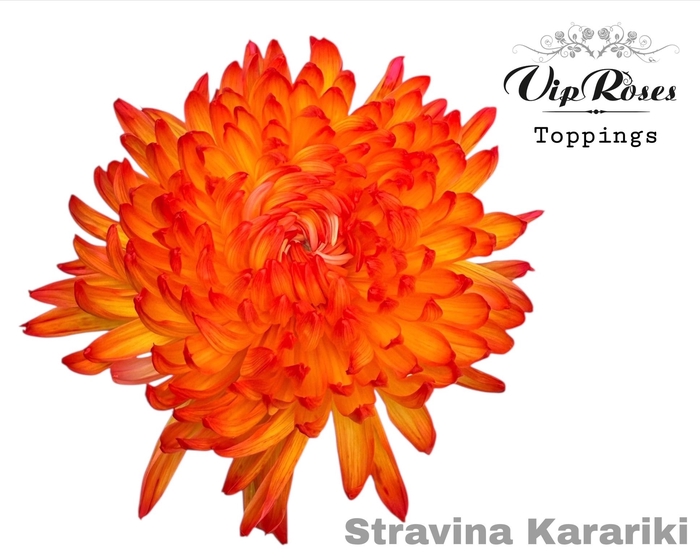<h4>CHR G STRAVINA KAKARIKI</h4>