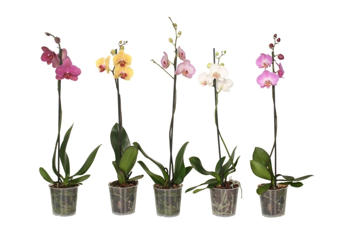 <h4>Phal Mix 1T6+</h4>