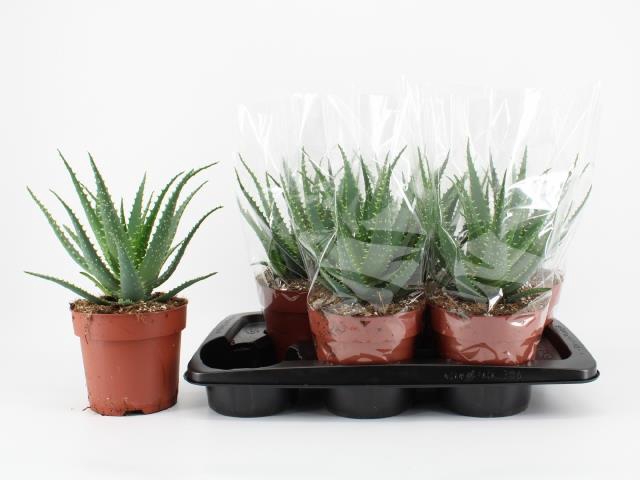 <h4>ALOE ARBORESCENS</h4>