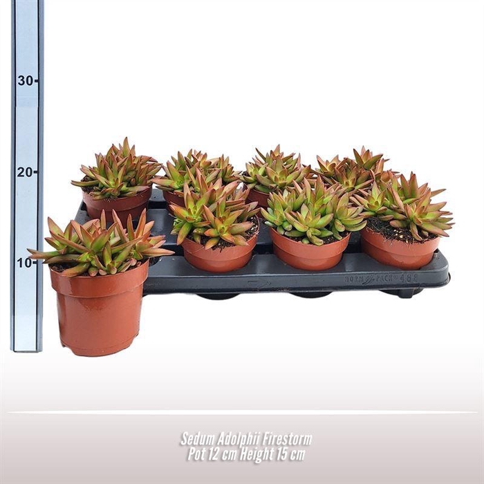 <h4>Sedum Adolphii Firestorm</h4>