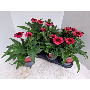 ECHINA SOM SALSA RED