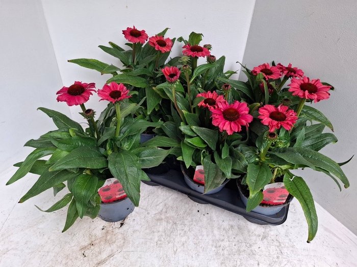 <h4>ECHINA SOM SALSA RED</h4>