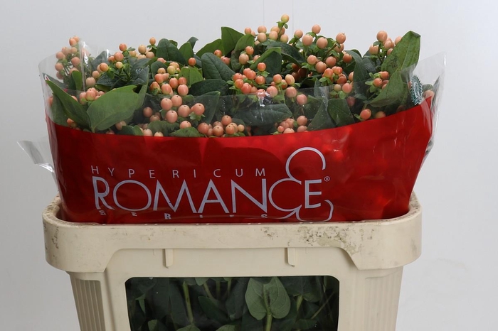 Hypericum Mellow Romance Spray