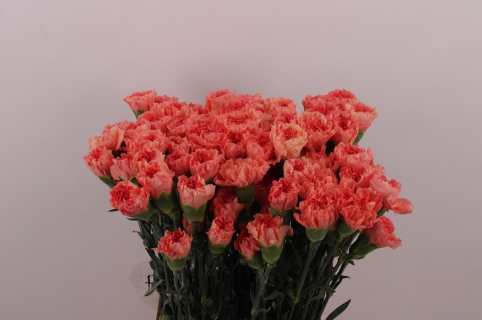 <h4>Di St Trueno</h4>