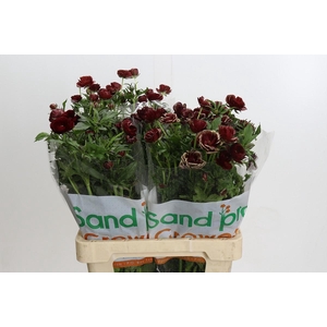 Ranunculus Magical Chocolate