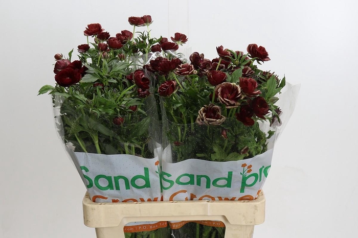 <h4>Ranunculus Magical Chocolate</h4>