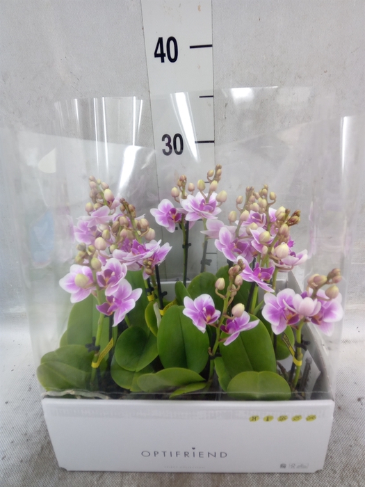 <h4>Phalaenopsis multi.   ...rose</h4>