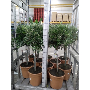 Olea europaea
