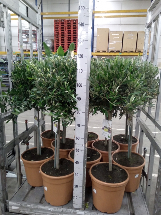 <h4>Olea europaea</h4>
