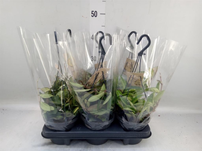 <h4>Hoya   ...mix</h4>