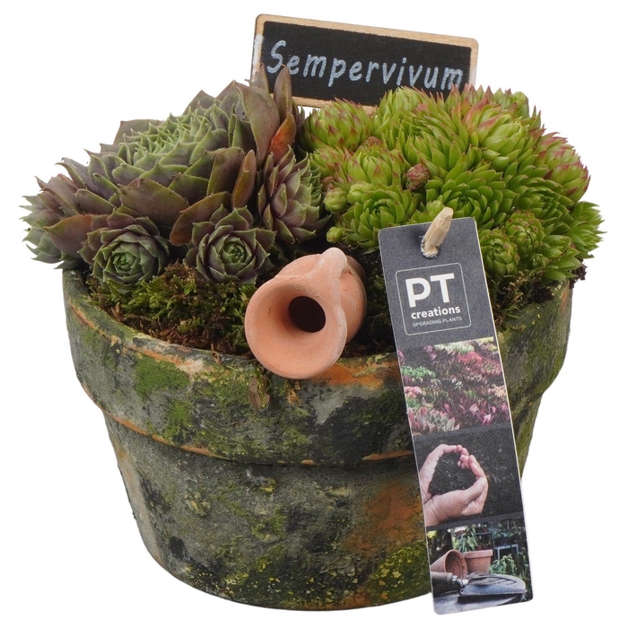 <h4>Arr.  Sempervivum L%</h4>