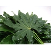 ARALIA LEAVES III