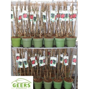 arr8 Fruith Mixk Johannisbeere Rot & Schwartz