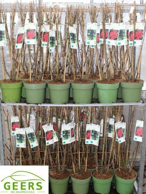 <h4>arr8 Fruith Mixk Johannisbeere Rot & Schwartz</h4>