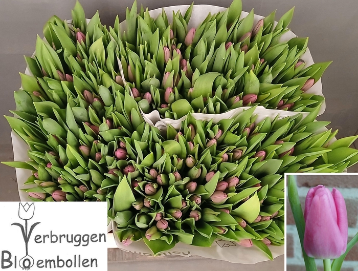 <h4>TU EN MARATHON CHAMP</h4>