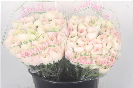 Ran. Su Hanoi Sec X50