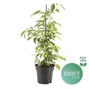 Ficus benjamina 'Samantha'
