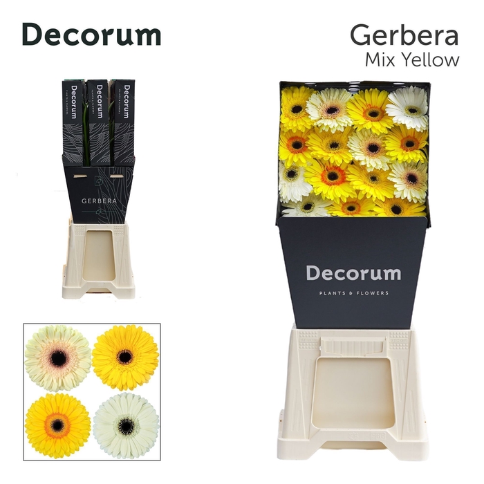 <h4>GE GR MIXED YELLOW</h4>