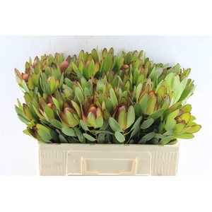 LEUCAD SAF GOLDSTRIK