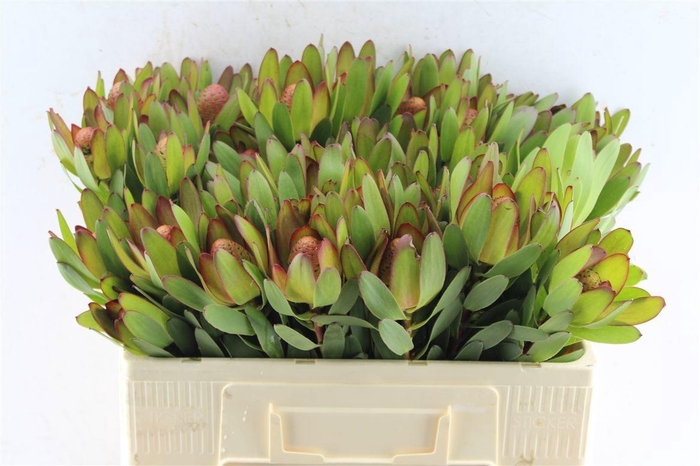 LEUCAD SAF GOLDSTRIK