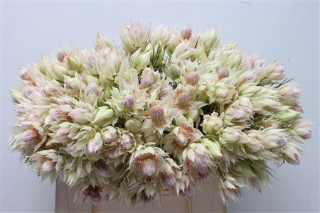 <h4>Blushing Bride 6+</h4>