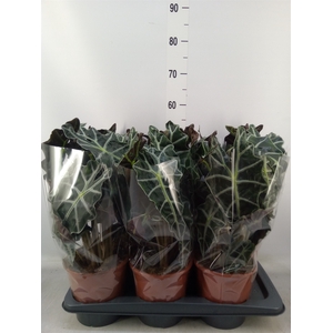 Alocasia amazonica 'Polly'