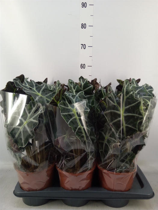 <h4>Alocasia amazonica 'Polly'</h4>