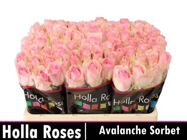R Gr Avalanche Sorb+