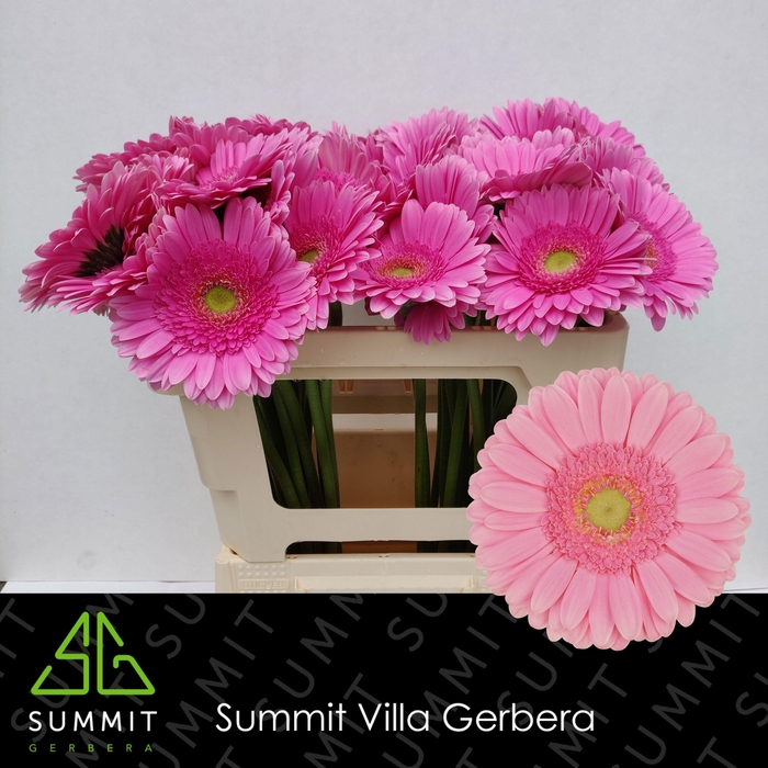 <h4>GE GR GLOSSY</h4>