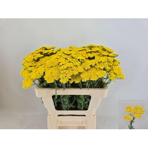 Achillea Moonshine