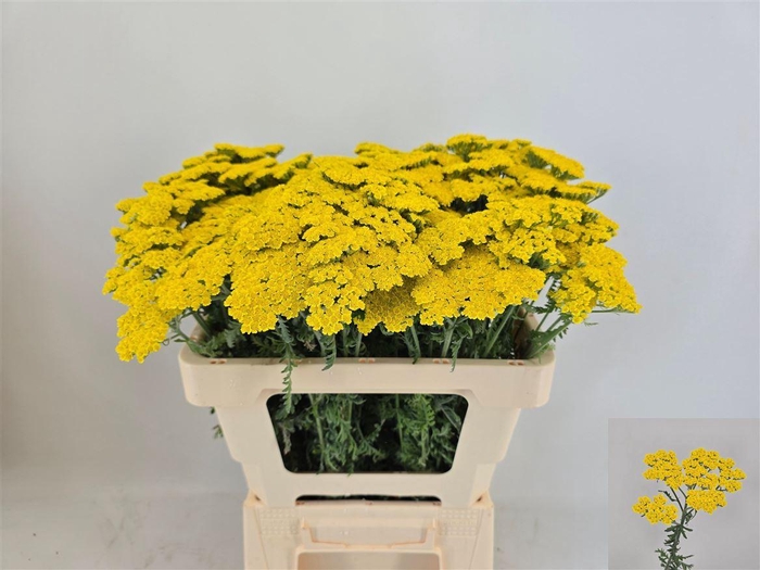 <h4>Achillea Moonshine</h4>