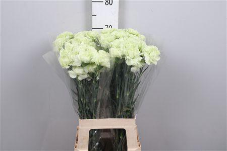 <h4>Di St Prado Mint</h4>
