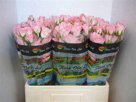 <h4>R Tr Constellation</h4>