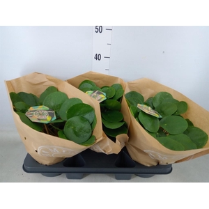 Pilea peperomioides