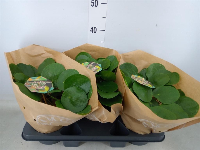 <h4>Pilea peperomioides</h4>
