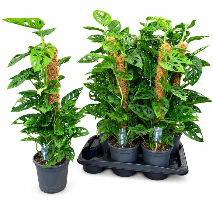<h4>MONSTERA ADANSONII</h4>